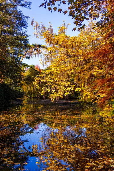 Kolorowe, jesienne kolory w lesie — Zdjęcie stockowe
