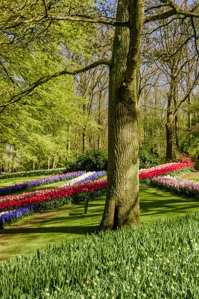Kleurrijke lente formele tuin — Stockfoto