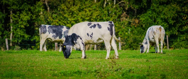 Αγελάδες σε μια χορτώδους πεδίο — Φωτογραφία Αρχείου