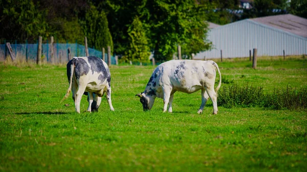 Vacas en un campo herboso —  Fotos de Stock