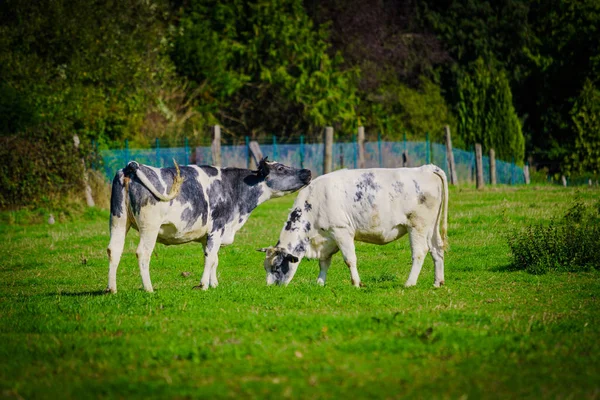 Αγελάδες σε πράσινο χωράφι — Φωτογραφία Αρχείου