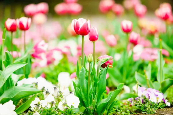 Kolorowe tulipany w ogrodzie kwiat — Zdjęcie stockowe