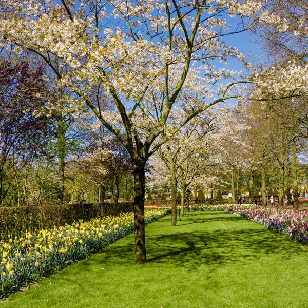 Kerti táj. tavaszi kert — Stock Fotó