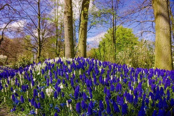 garden landscape.  garden in spring