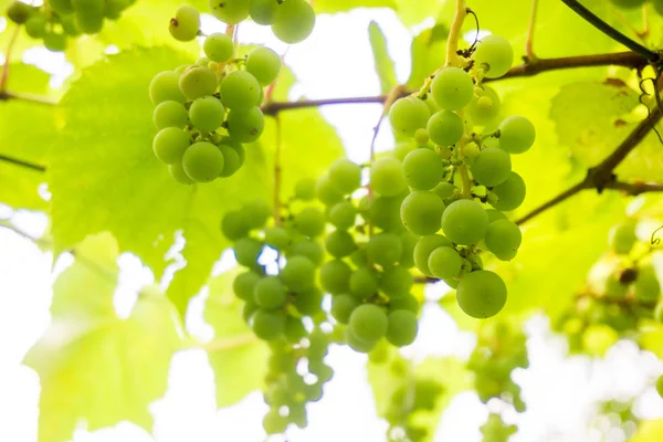 Uvas en el árbol en el viñedo a la luz del sol — Foto de Stock