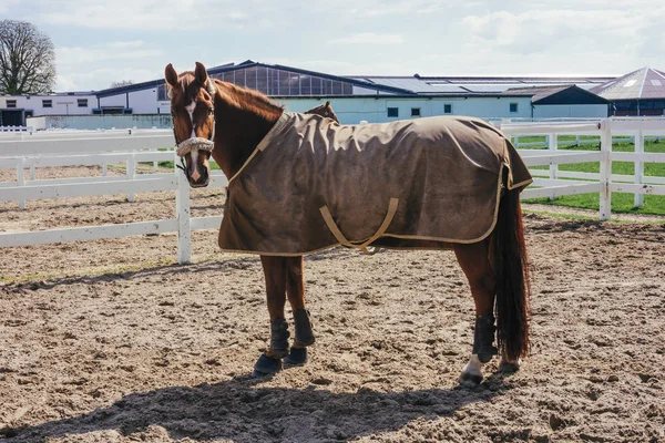Hest med et tæppe - Stock-foto