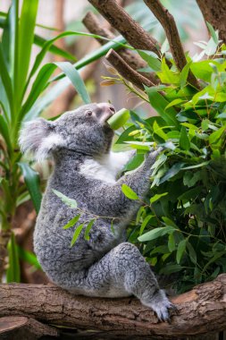 Koala okaliptüs ağacının dalını üzerinde