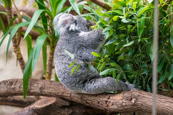 Urso coala na floresta — Fotografia de Stock