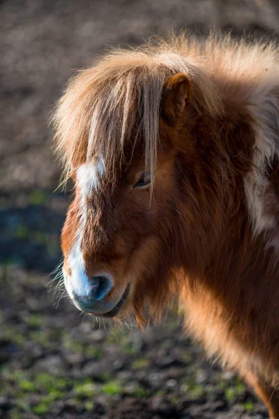 Little shaggy pony is grazing — Stock Photo, Image
