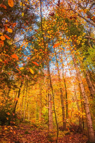 Beautiful orange and red autumn forest — Stock Photo, Image