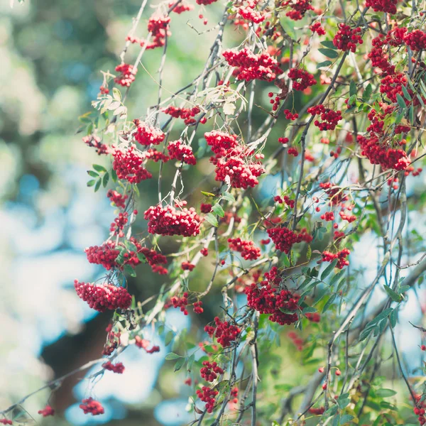 Vogelbeerzweig mit einem Bund roter reifer Beeren — Stockfoto