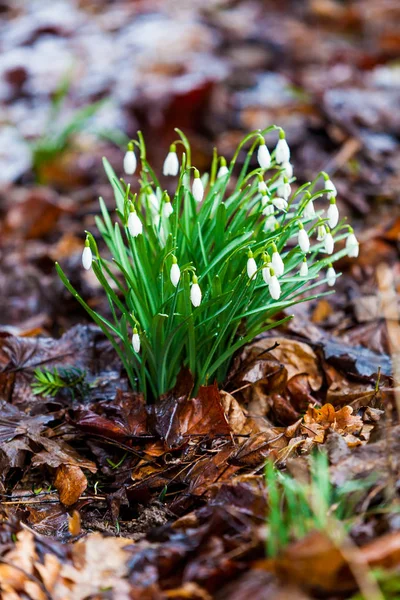 Snowdrops spring flowers. Beautifully blooming — Stock Photo, Image