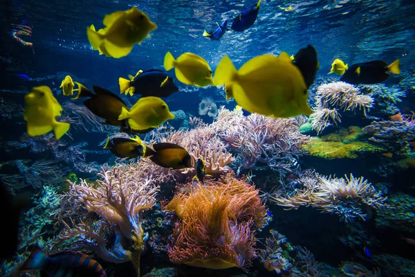 カラフルな魚とサンゴ礁の水中風景 — ストック写真