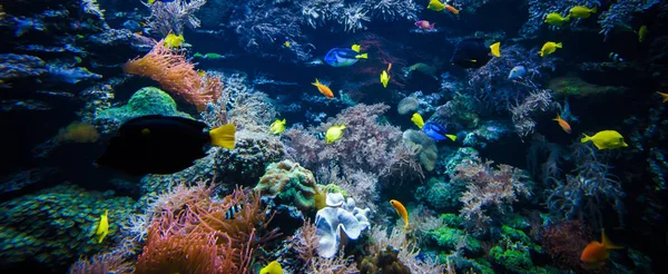 Underwater coral reef landscape  with colorful fish — Stock Photo, Image