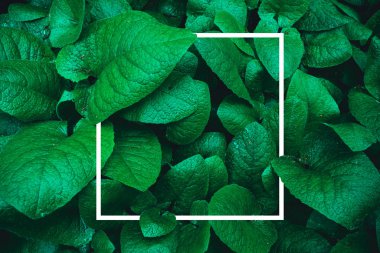 Çerçeve ile tropikal yeşil yaprakları arka plan