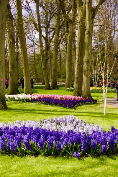 Tuinlandschap. tuin in het voorjaar — Stockfoto