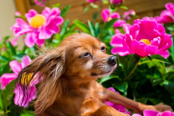 Perro feliz al sol — Foto de Stock