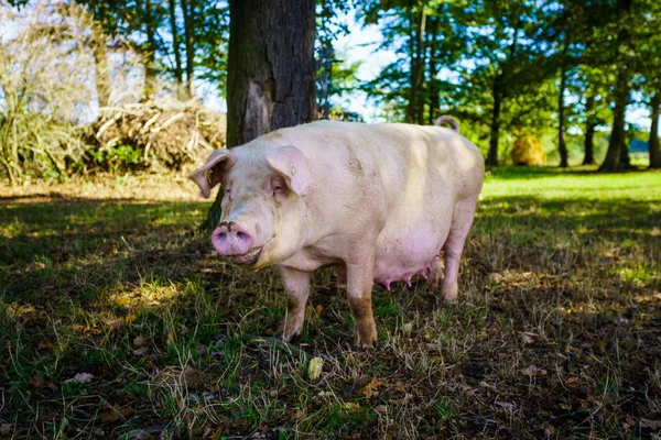 Porco em pé em um gramado de grama. Porco saudável no prado — Fotografia de Stock