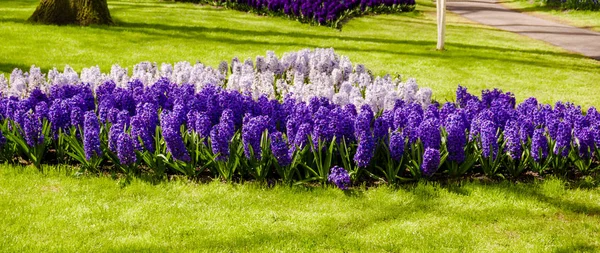 A Sunny day in the  park. Beautiful landscape — Stock Photo, Image