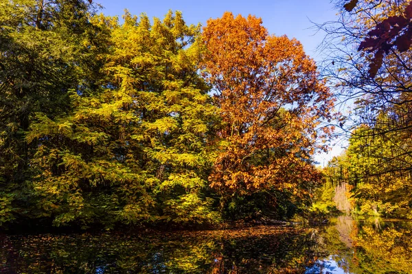 Podzimní krásné les. Podzimní krajina — Stock fotografie