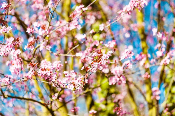 Krásné Kvetoucí třešeň sakura — Stock fotografie