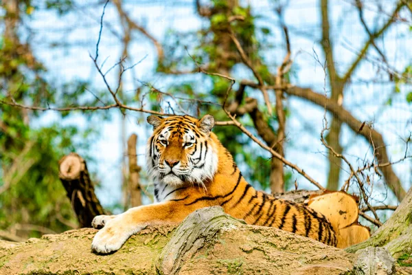 Bella tigre nello zoo — Foto Stock