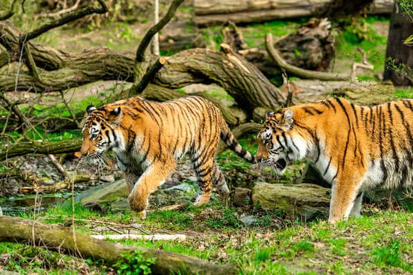 Tigre hermoso en el zoológico — Foto de Stock