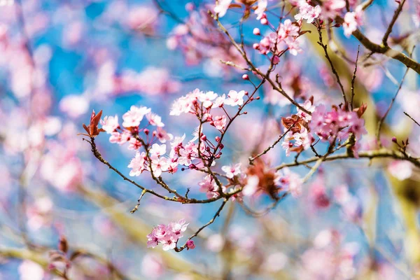 春天绽放, 春天的花朵 — 图库照片