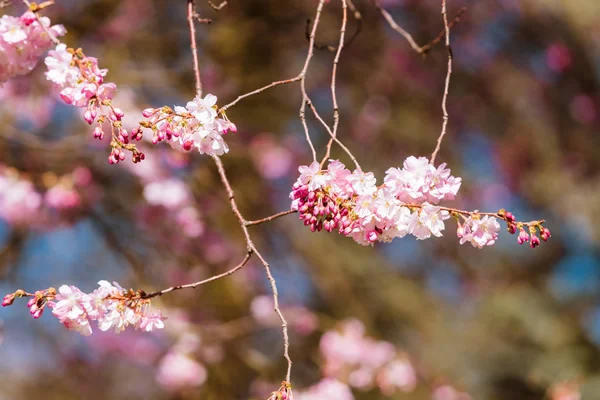 Blommar på våren, våren blommor — Stockfoto