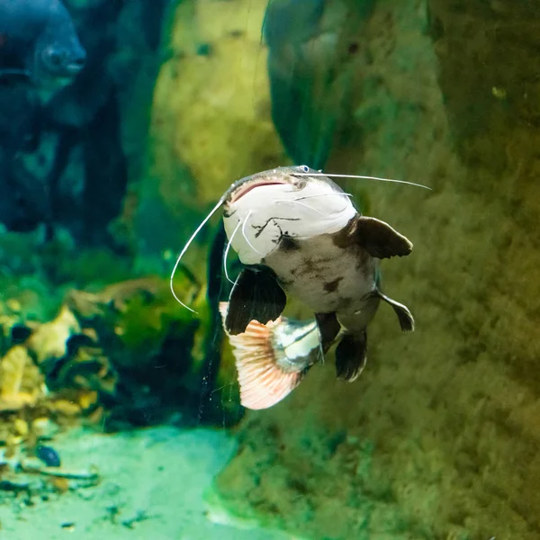 Silure dans l'aquarium — Photo