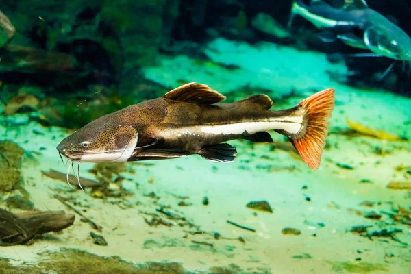 Havskatt i akvariet — Stockfoto