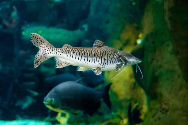 Havskatt i akvariet — Stockfoto