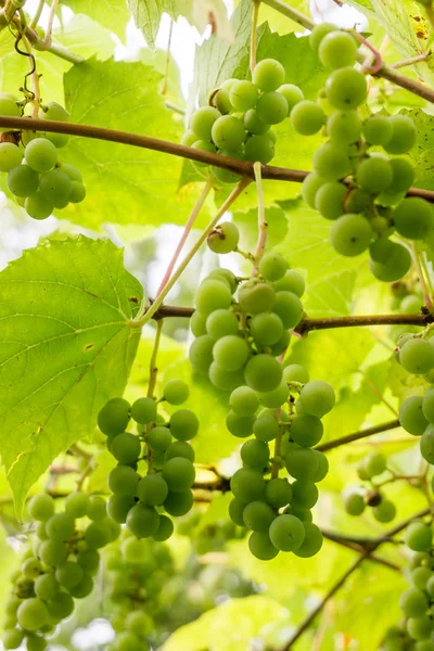 Raisins sur l'arbre dans le vignoble à la lumière du soleil — Photo