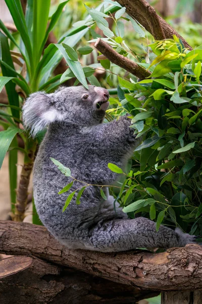 koala bear in forest
