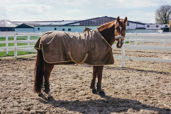 Häst med en filt — Stockfoto