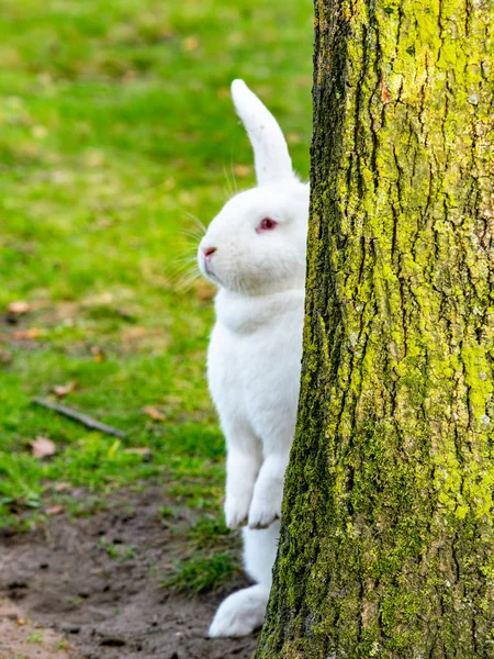 Pequeno coelho branco engraçado — Fotografia de Stock