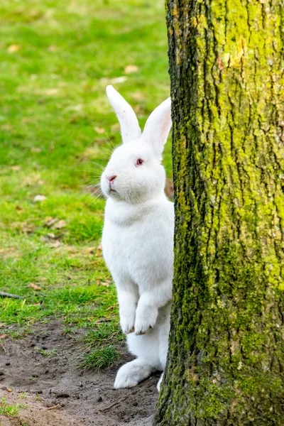 少し面白い白うさぎ — ストック写真