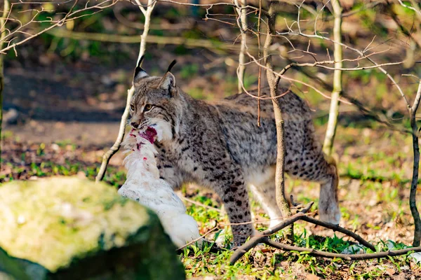 Lynx comiendo. Lince de lince con presa en la boca —  Fotos de Stock