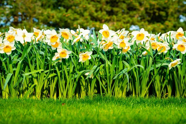 Many narcissus flowers blooming in garden — Stock Photo, Image