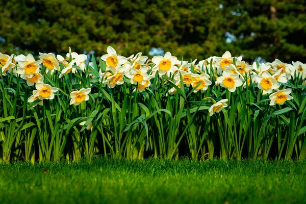Nombreuses fleurs narcisses fleurissant dans le jardin — Photo