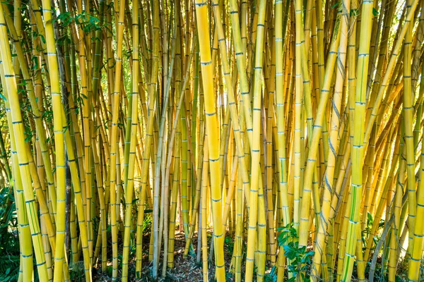 竹林。自然背景 — 图库照片