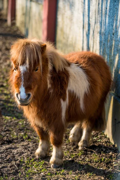 Porträtt av en ponny — Stockfoto