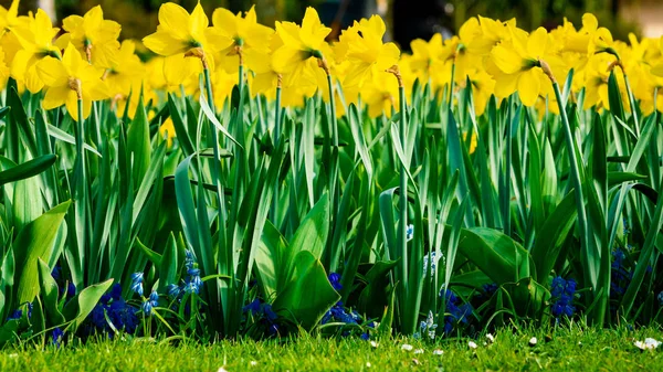 Panoramablick auf weiße Narzissenblüten im Frühling — Stockfoto