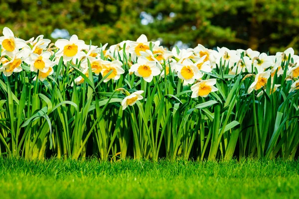 Panoramic view on White spring narcissus flowers — Stock Photo, Image