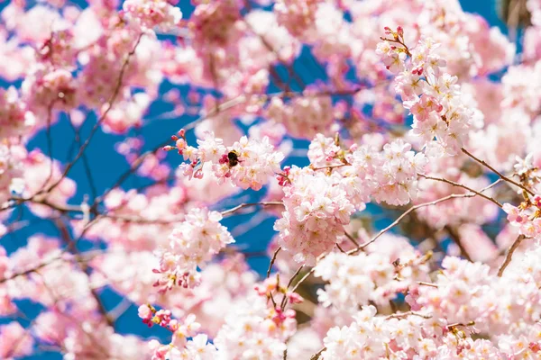 Flor de cerejeira sakura no tempo de primavera sobre o céu azul — Fotografia de Stock