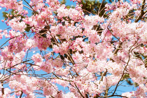 Flor de cerejeira sakura no tempo de primavera sobre o céu azul — Fotografia de Stock