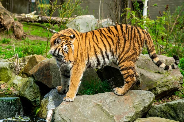 Tiger in de natuur — Stockfoto