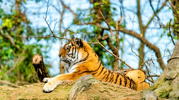 Tygr v přírodě — Stock fotografie