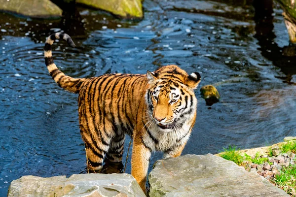 Tiger läuft im Wasser — Stockfoto