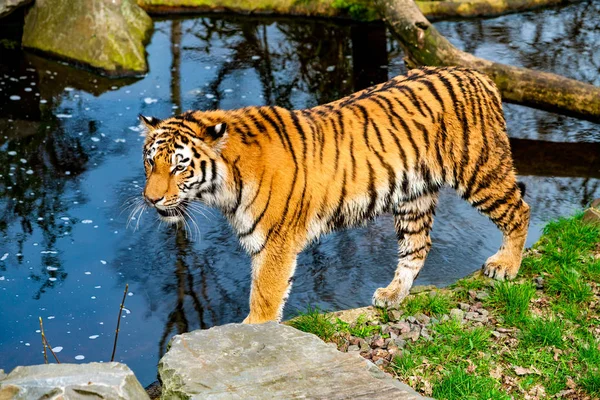 Тигр ходит по воде — стоковое фото